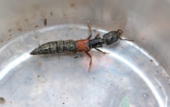 Gauropterus fulgidus