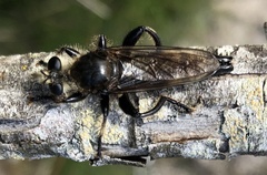 Laphria gibbosa