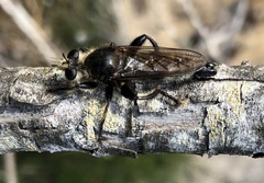 Laphria gibbosa