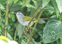 Myiothlypis leucoblephara