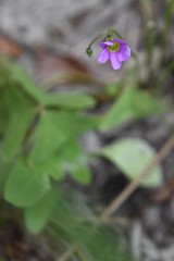 Oxalis latifolia image