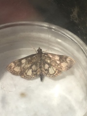 Anania coronata