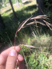 Bromus vulgaris