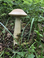 Boletus edulis