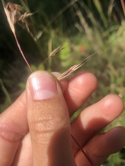 Bromus vulgaris