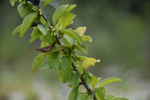 Ximenia image