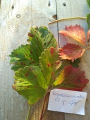 Diplocarpon fragariae