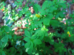 Chamaecytisus supinus