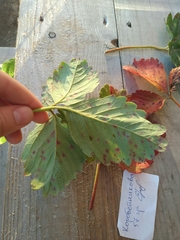 Diplocarpon fragariae