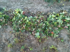 Diplocarpon fragariae