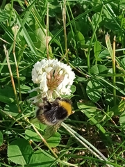 Bombus