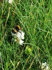 Bombus
