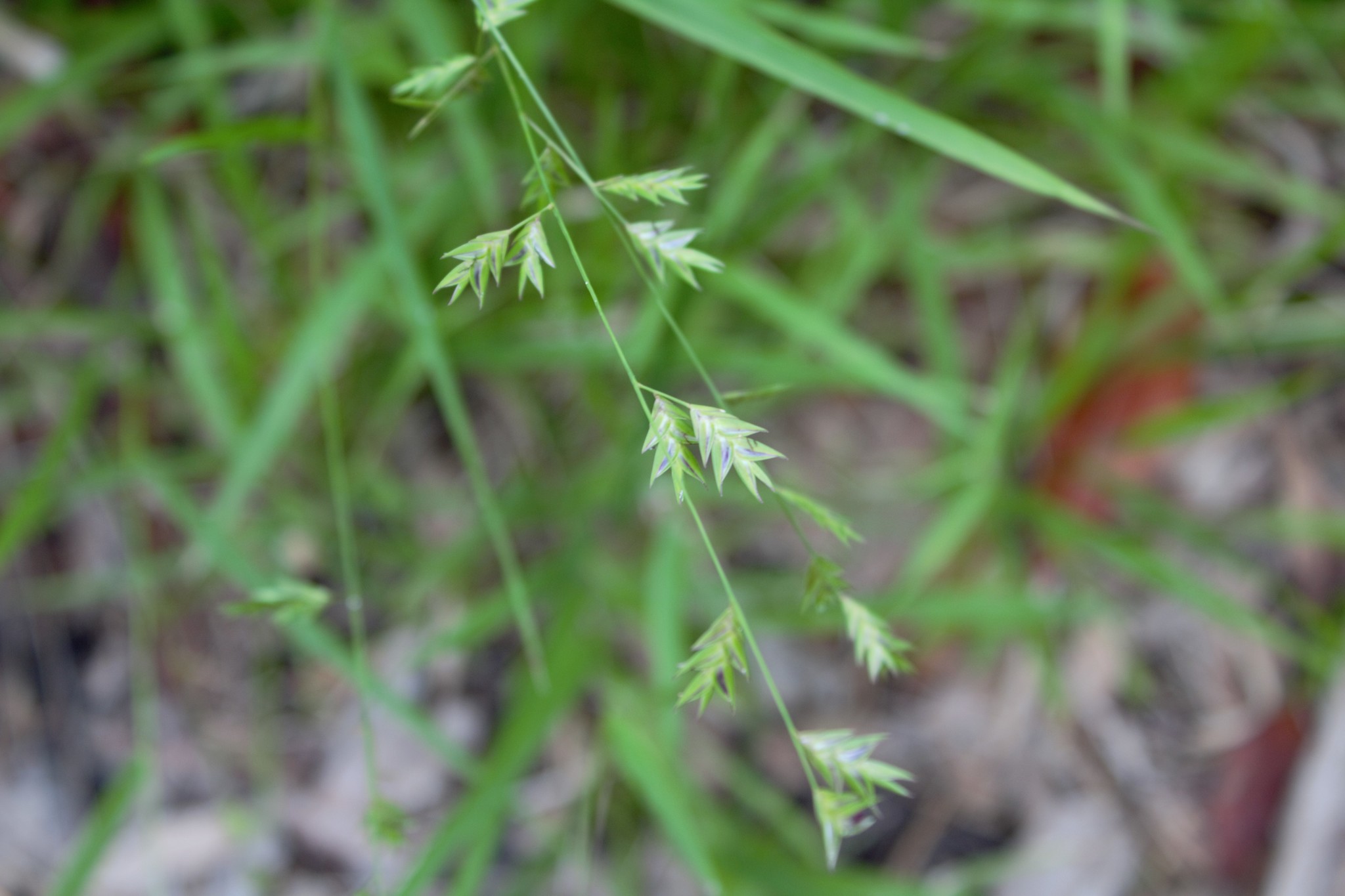 Chasmanthium nitidum