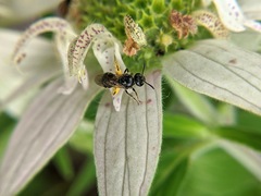 Hemihalictus