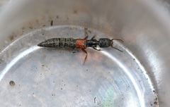 Gauropterus fulgidus
