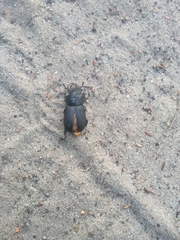 Dorcus parallelipipedus