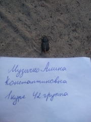 Dorcus parallelipipedus