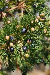 Juniperus indica