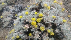 Eriogonum codium