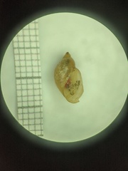 Pseudosuccinea columella