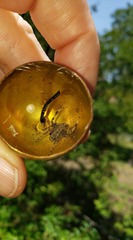 Araneidae
