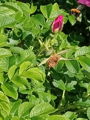 Bombus hypnorum