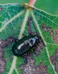 Phratora vulgatissima