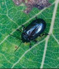 Phratora vulgatissima