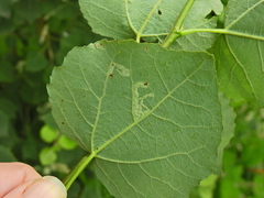 Aulagromyza tremulae