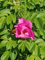 Bombus hypnorum