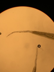 Racomitrium macounii alpinum