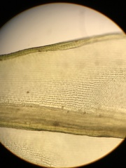 Racomitrium macounii alpinum