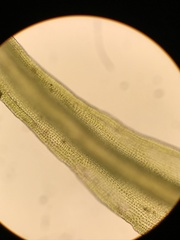 Racomitrium macounii alpinum