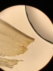 Racomitrium macounii alpinum