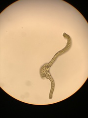 Racomitrium macounii alpinum