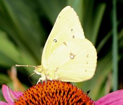 Colias philodice