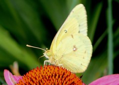 Colias philodice