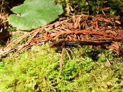 Plethodon idahoensis