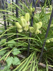 Irideae
