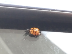 Harmonia axyridis