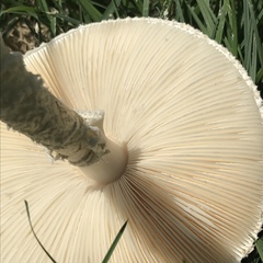 Saproamanita thiersii