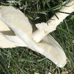 Saproamanita thiersii