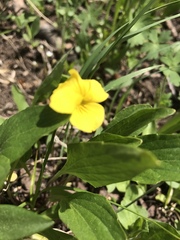Viola vallicola