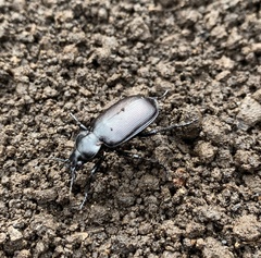 Calosoma vagans