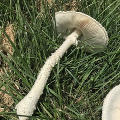 Saproamanita thiersii
