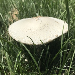 Saproamanita thiersii