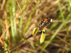 Cylindromyia rufifrons