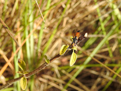 Cylindromyia rufifrons