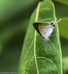 Hypolycaena thecloides