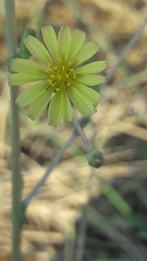 Lactuca saligna